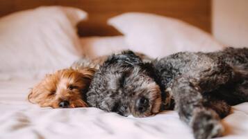 Dos perros durmiendo en una cama con ropa de cama y almohadas blancas.