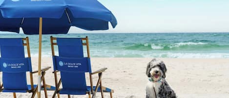 A beach scene with two blue lounge chairs and a matching umbrella, a dog, and a tennis ball on the sand.