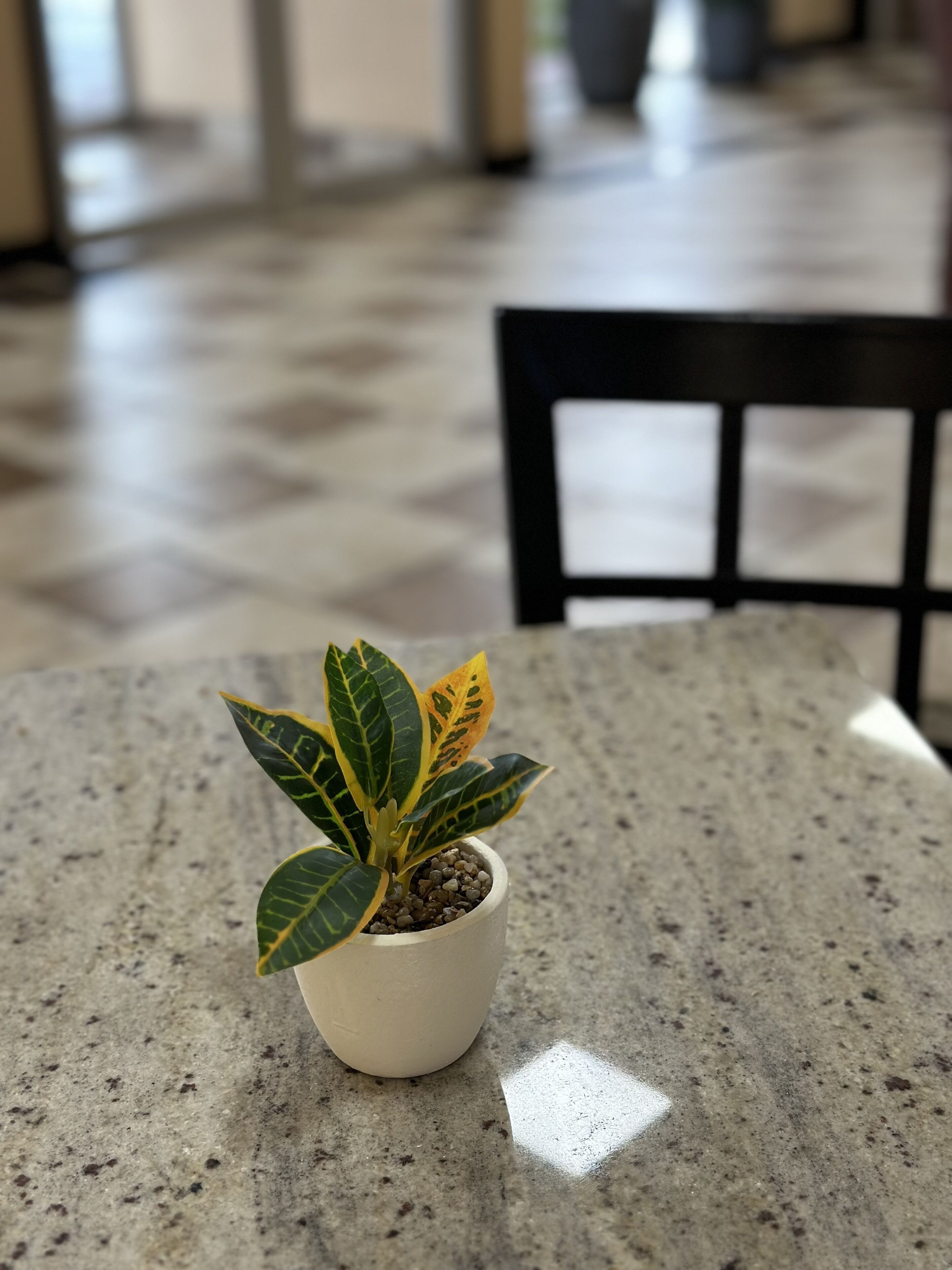 Een klein plantje in een potje op een granieten tafel in een kamer met een betegelde vloer en een zwarte stoel op de achtergrond.