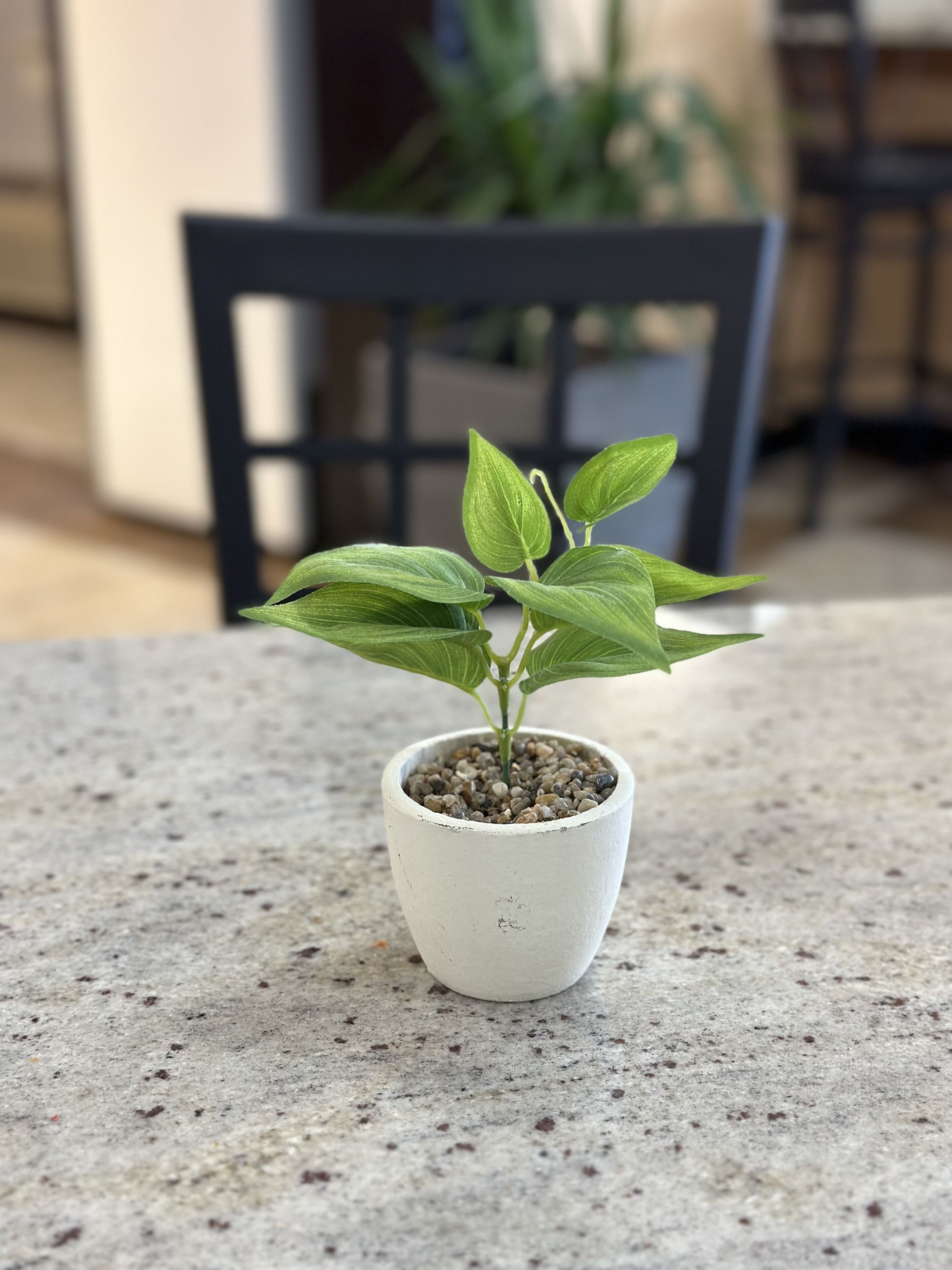 A small potted plant on a concrete surface.
