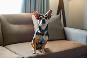 Animaux de compagnie acceptés