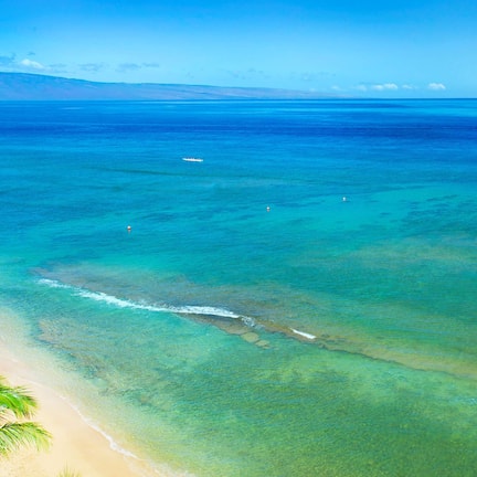 A beach with clear turquoise waters, a distant sailboat, and a palm tree.