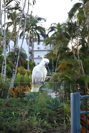 A white bird perched on a wire fence in a lush garden with palm trees and dense foliage.