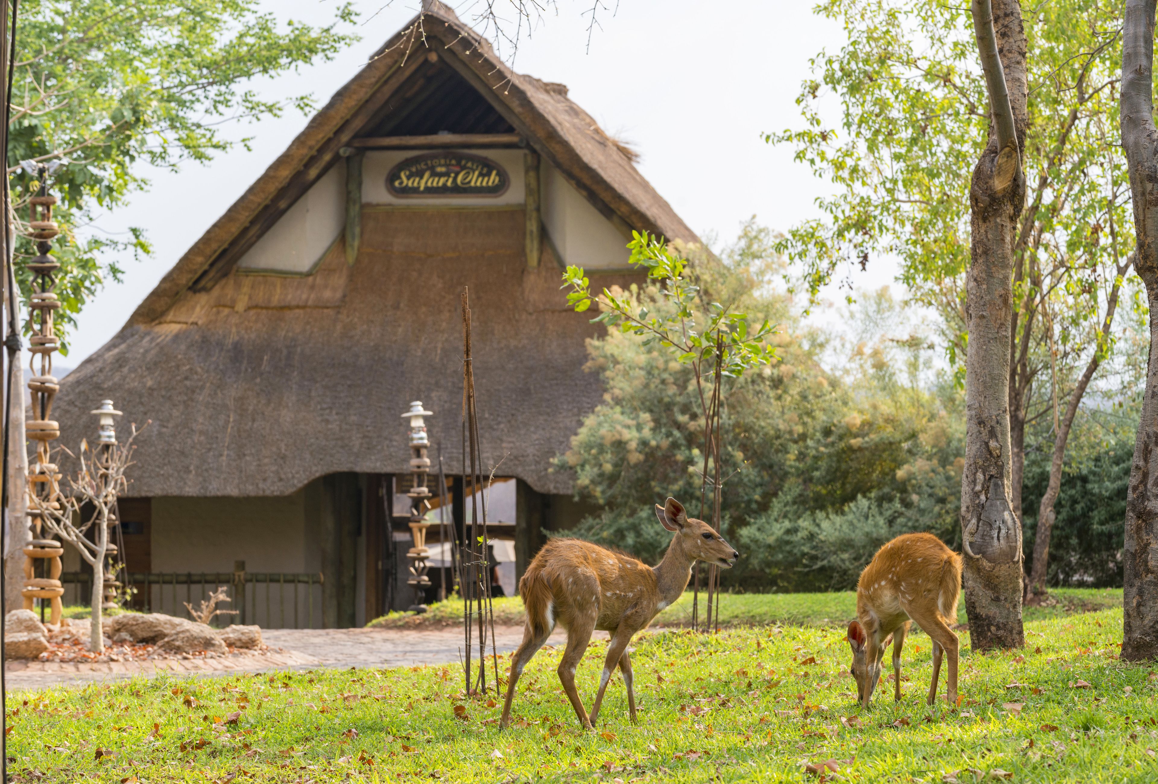 A lodge with a thatched roof and a sign reading "Safari Club".