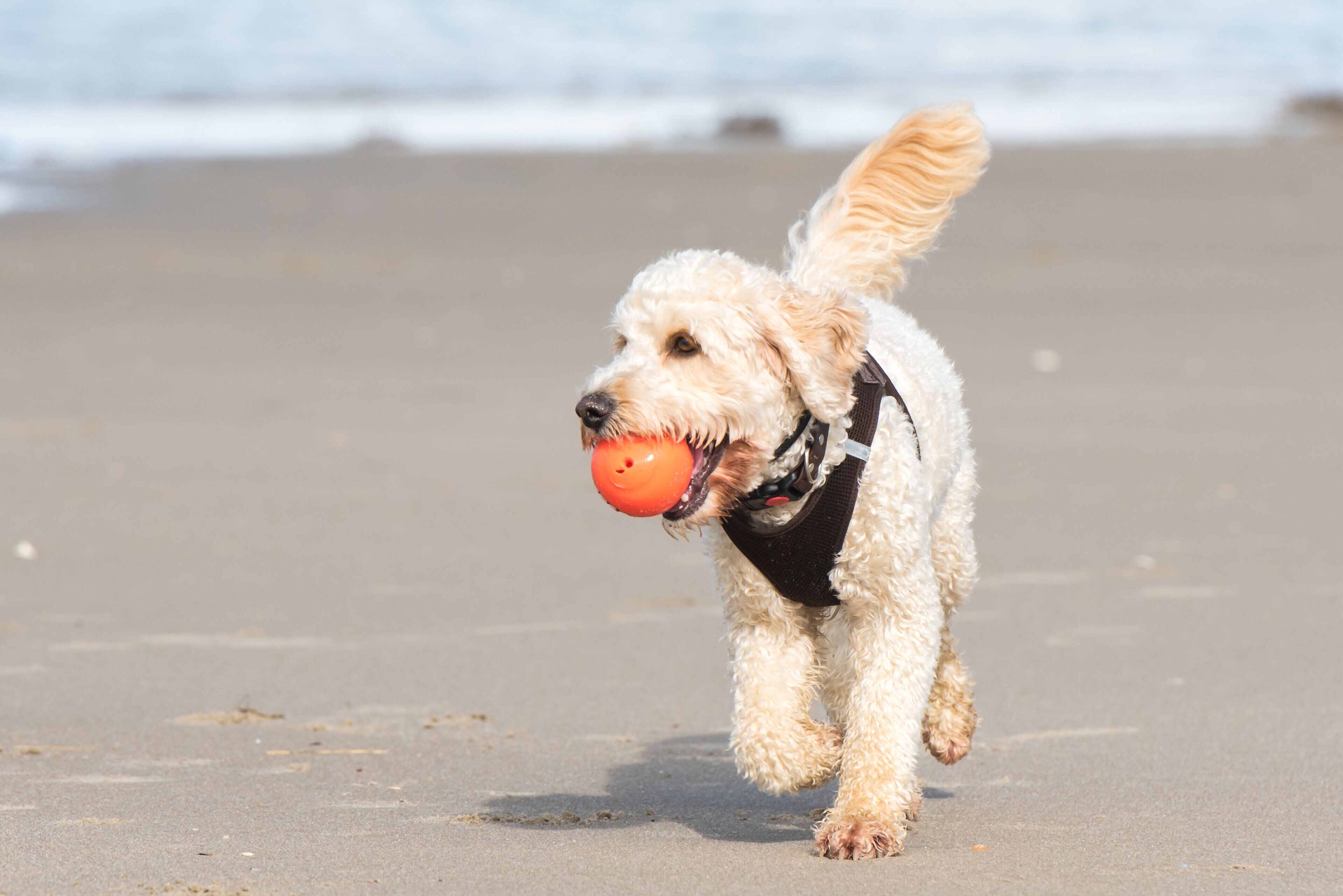 A small dog running on a sandy beach with waves in the background.