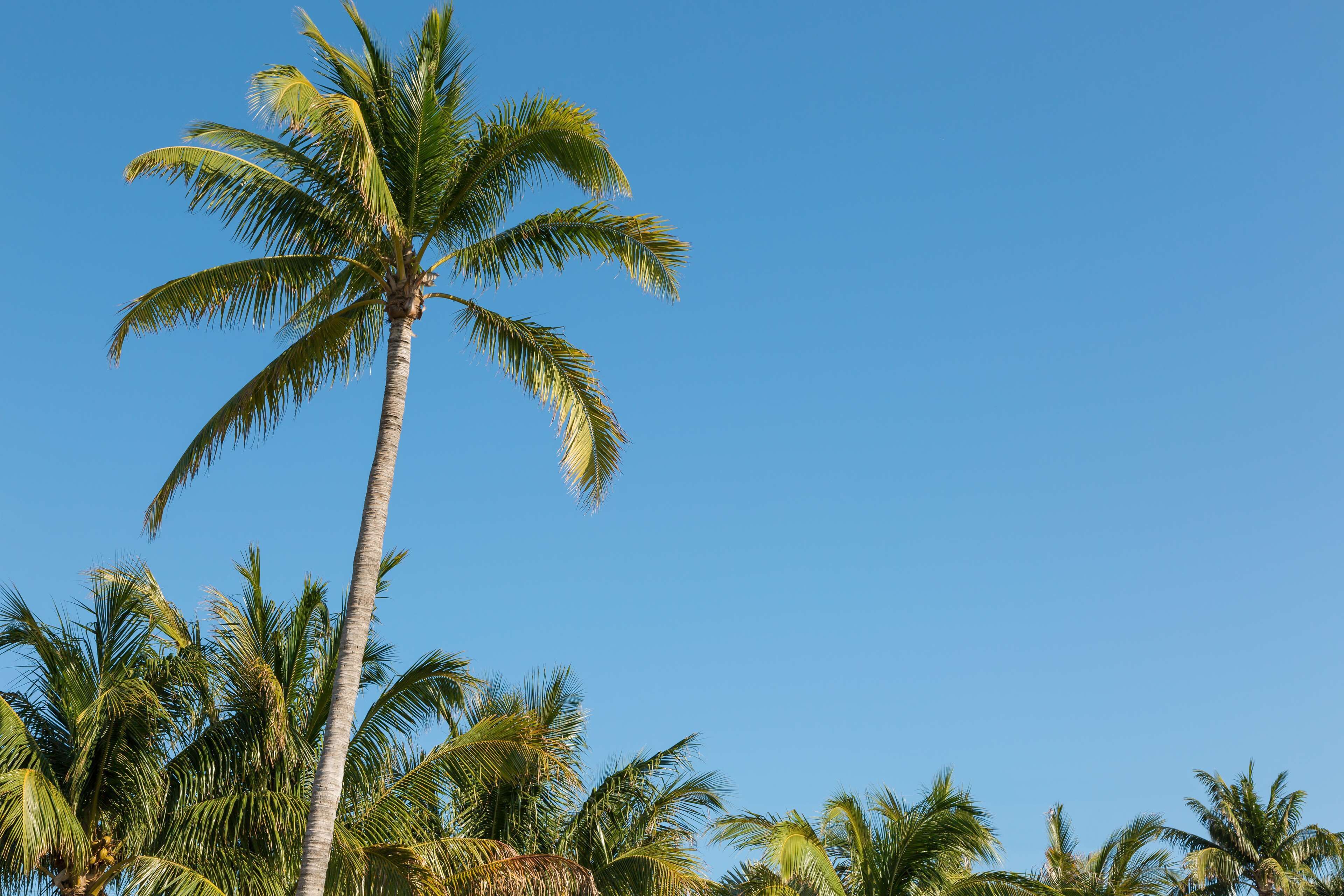Foto - Hilton Garden Inn Key West / The Keys Collection