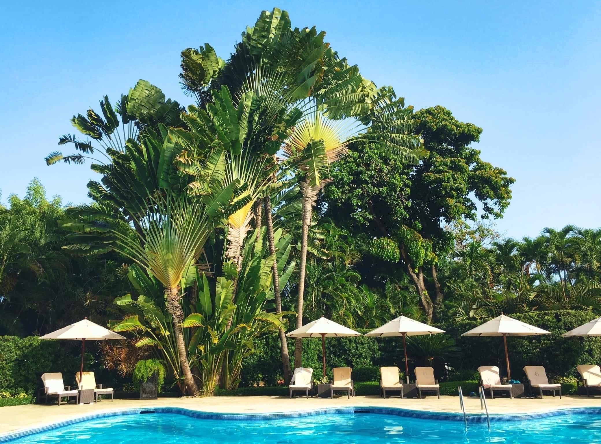 A pool area with lounge chairs and umbrellas, surrounded by tropical foliage.