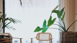 A cozy room with a wicker chair, a small table, and a potted plant.