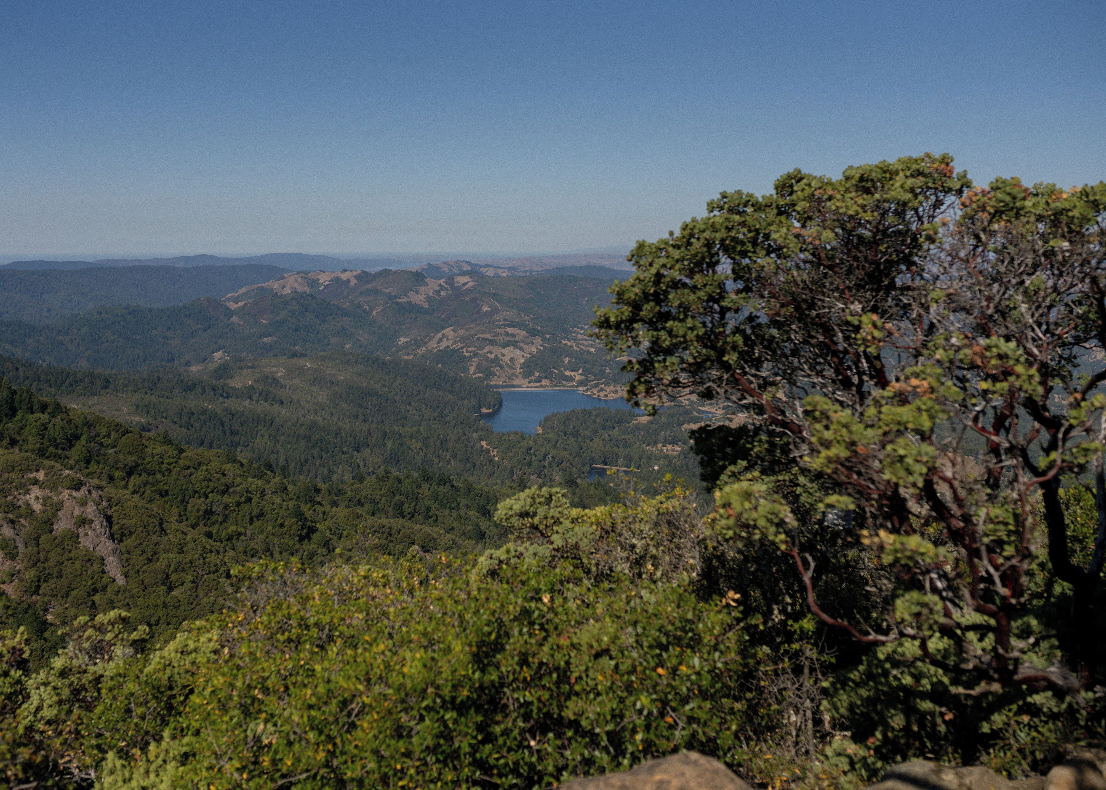 A mountainous landscape with a lake, dense forest, and a prominent tree in the foreground.