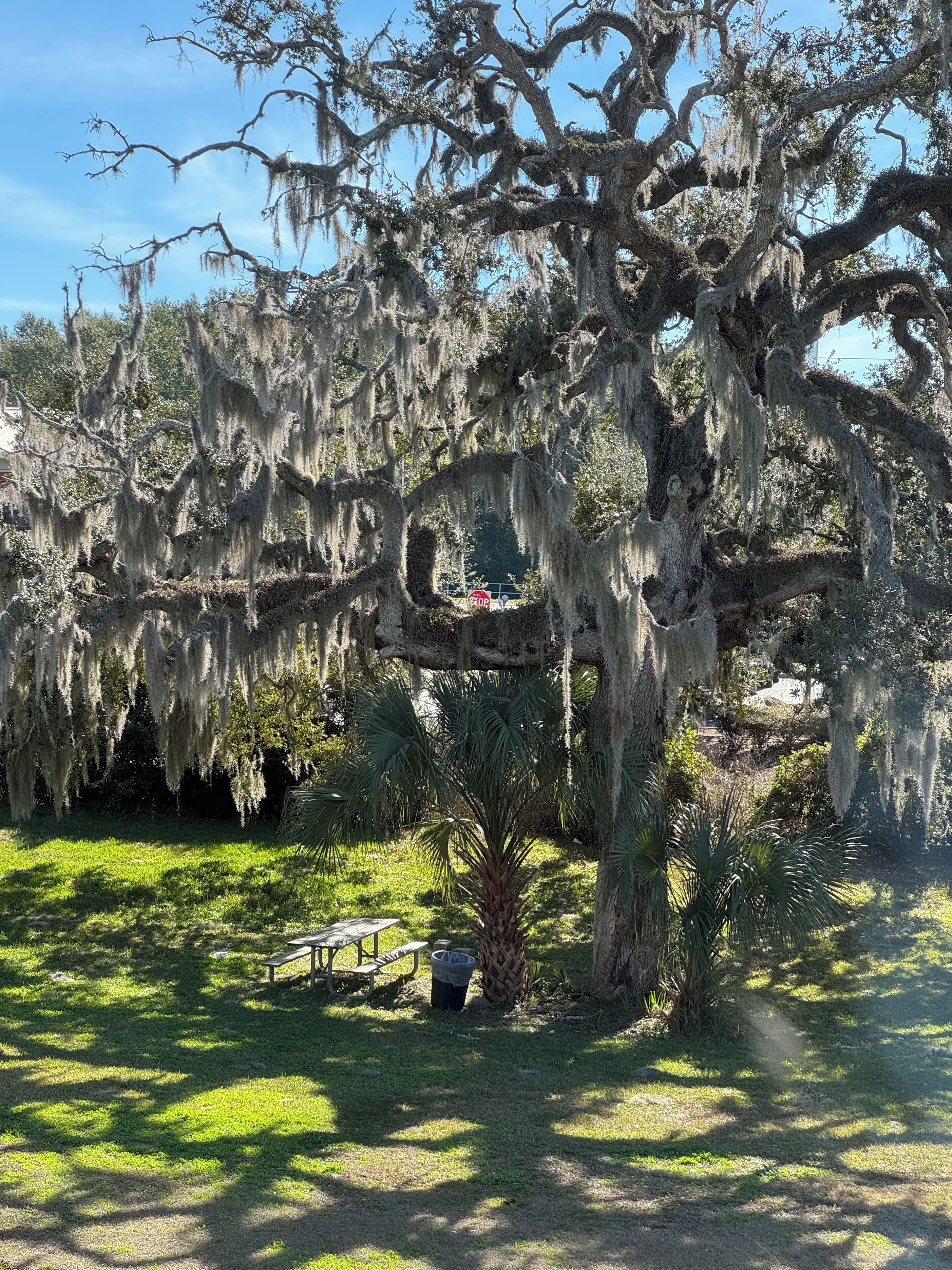 منطقة شواء/نزهات