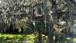 A large tree with Spanish moss, a picnic table, and a trash can in a grassy area. - Days Inn by Wyndham Brooksville/Dade City (Brooksville)