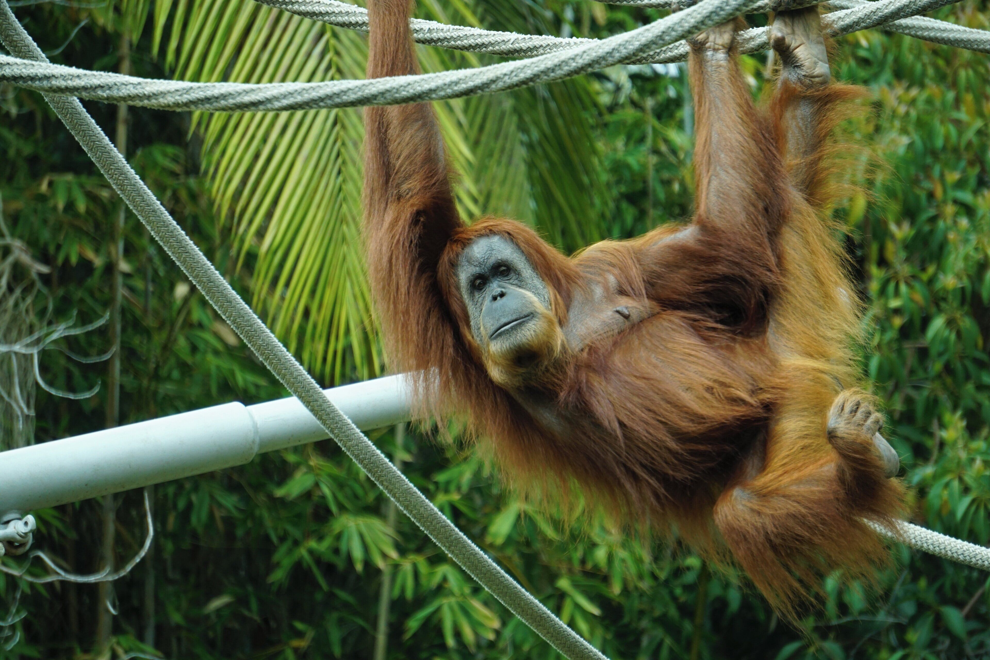An orangutan hanging from a rope structure.