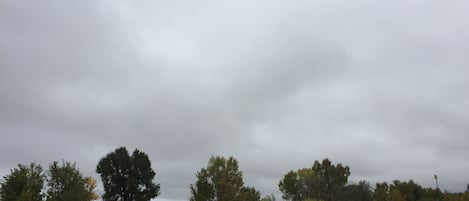 A field with scattered trees and a cloudy sky.