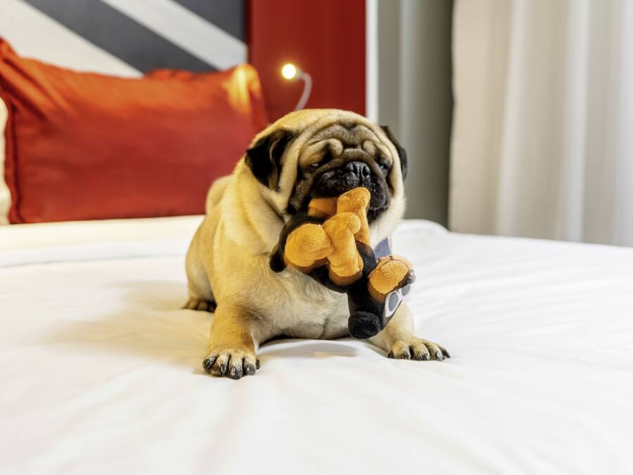 A pug dog lying on a bed with a plush toy.