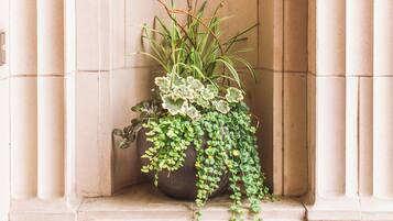 A potted plant in a stone niche with an arched top.