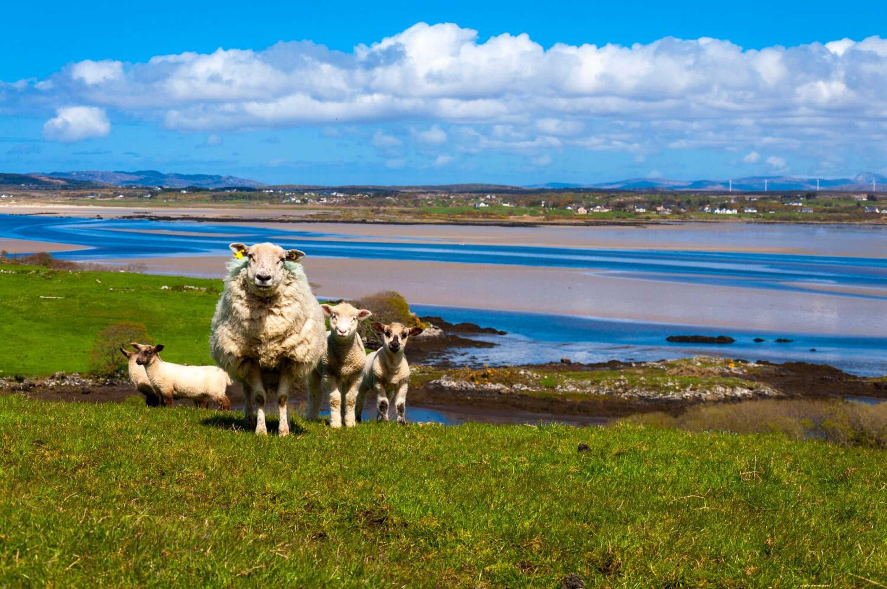 A coastal landscape with a grassy area and a body of water.