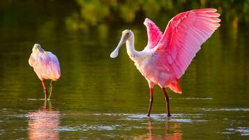 Deux flamants roses se tiennent dans l’eau.