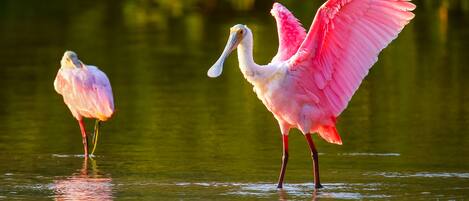Two pink flamingos standing in water.
