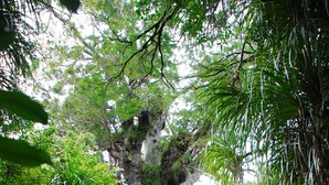 Unclassified image, 3 of 8, button - Opononi Resort (Opononi)
