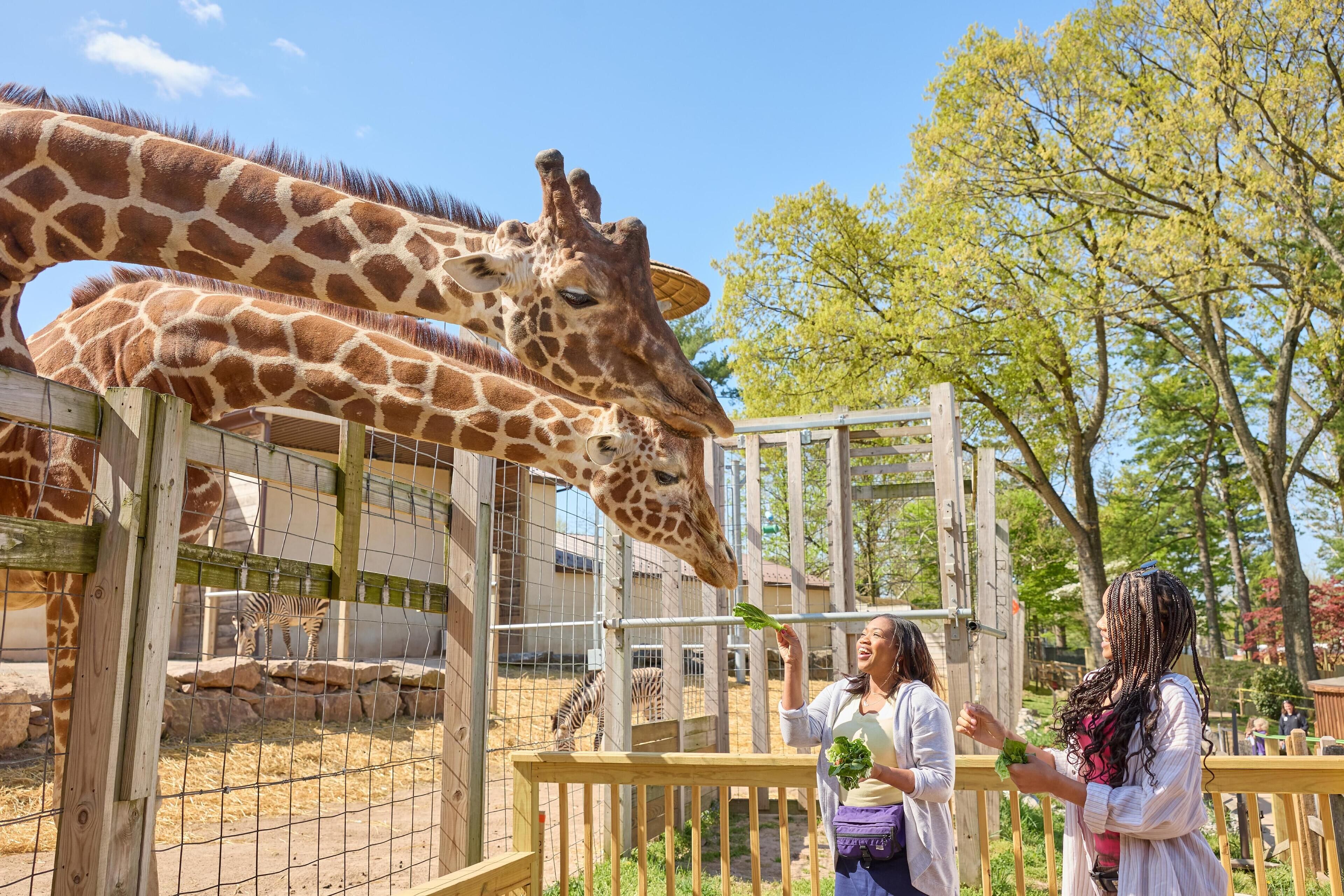 Recinzione di legno per giraffe con un'area di alimentazione.