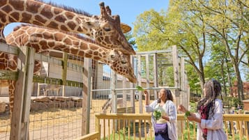A giraffe enclosure with a wooden fence and a feeding area.