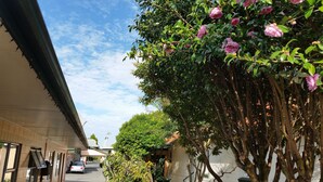 Une rue étroite, bordée d’un côté par une rangée de bâtiments et de l’autre par un arbre aux fleurs roses.