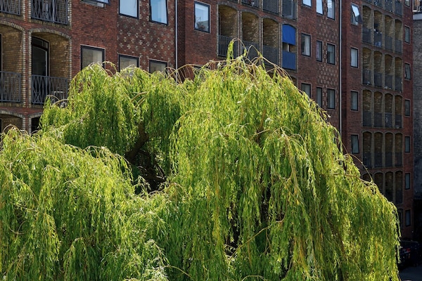 Petra Double | Terraza o patio