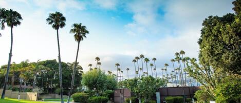 A grassy area with palm trees and a building in the background.