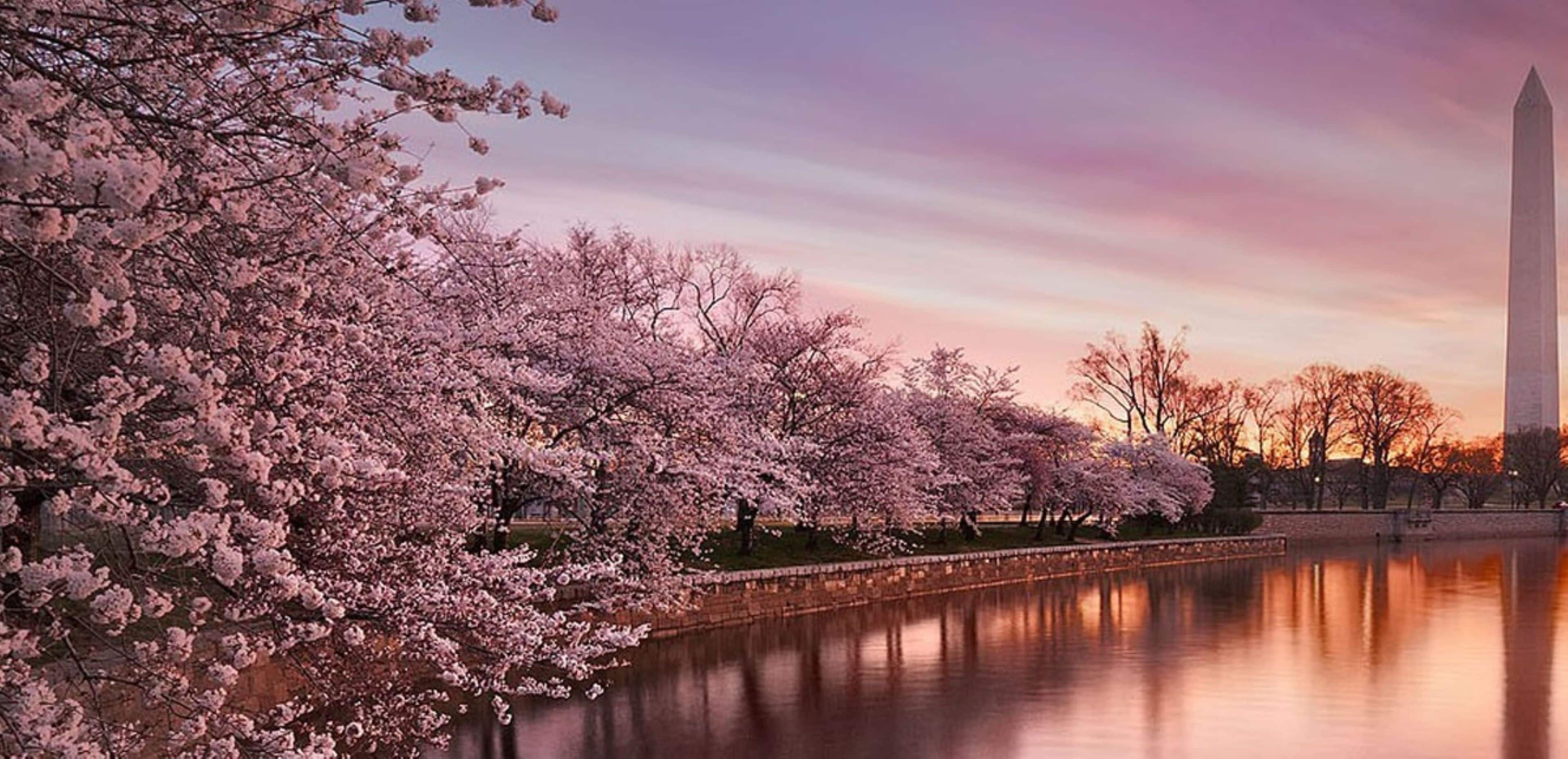Una superficie acuática tranquila que refleja flores de cerezo y un monumento alto.