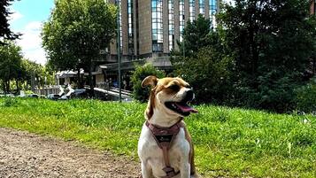A dog sitting on a gravel path with a leash, a building with multiple floors and windows in the background.