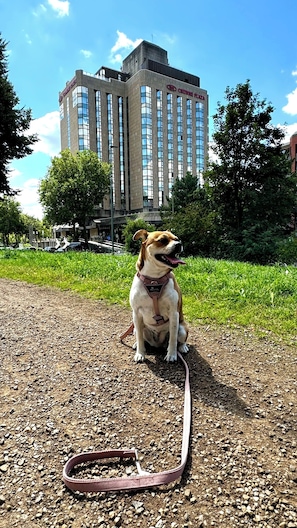 Pet-friendly