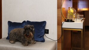 Un chien est assis sur un canapé avec des coussins bleus. Une lampe et un bocal en verre contenant une tranche de citron se trouvent sur une table à côté du canapé.