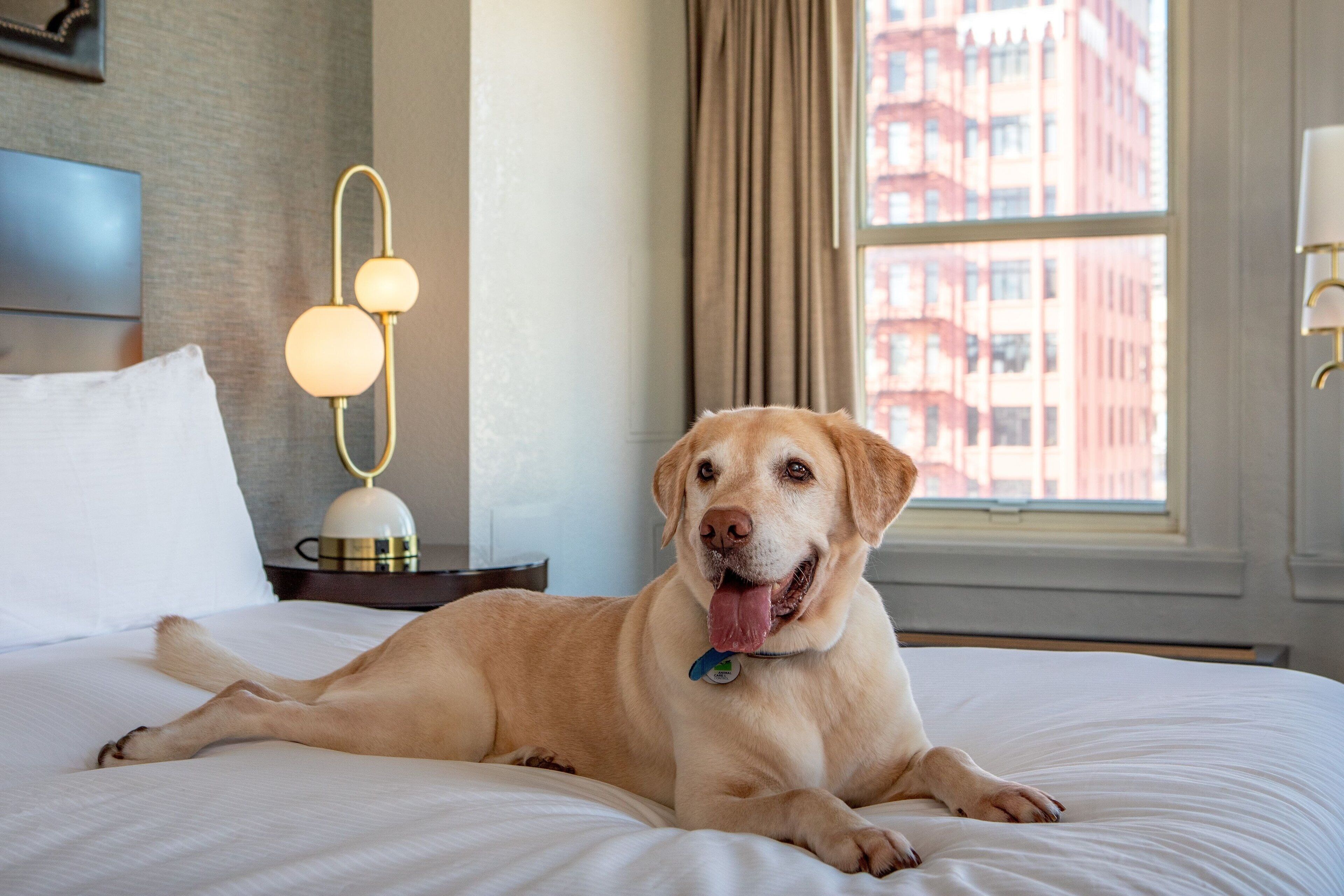 Ein Hund liegt auf einem Bett in einem Hotelzimmer, mit einer Lampe und einem Fenster mit Blick auf Gebäude.