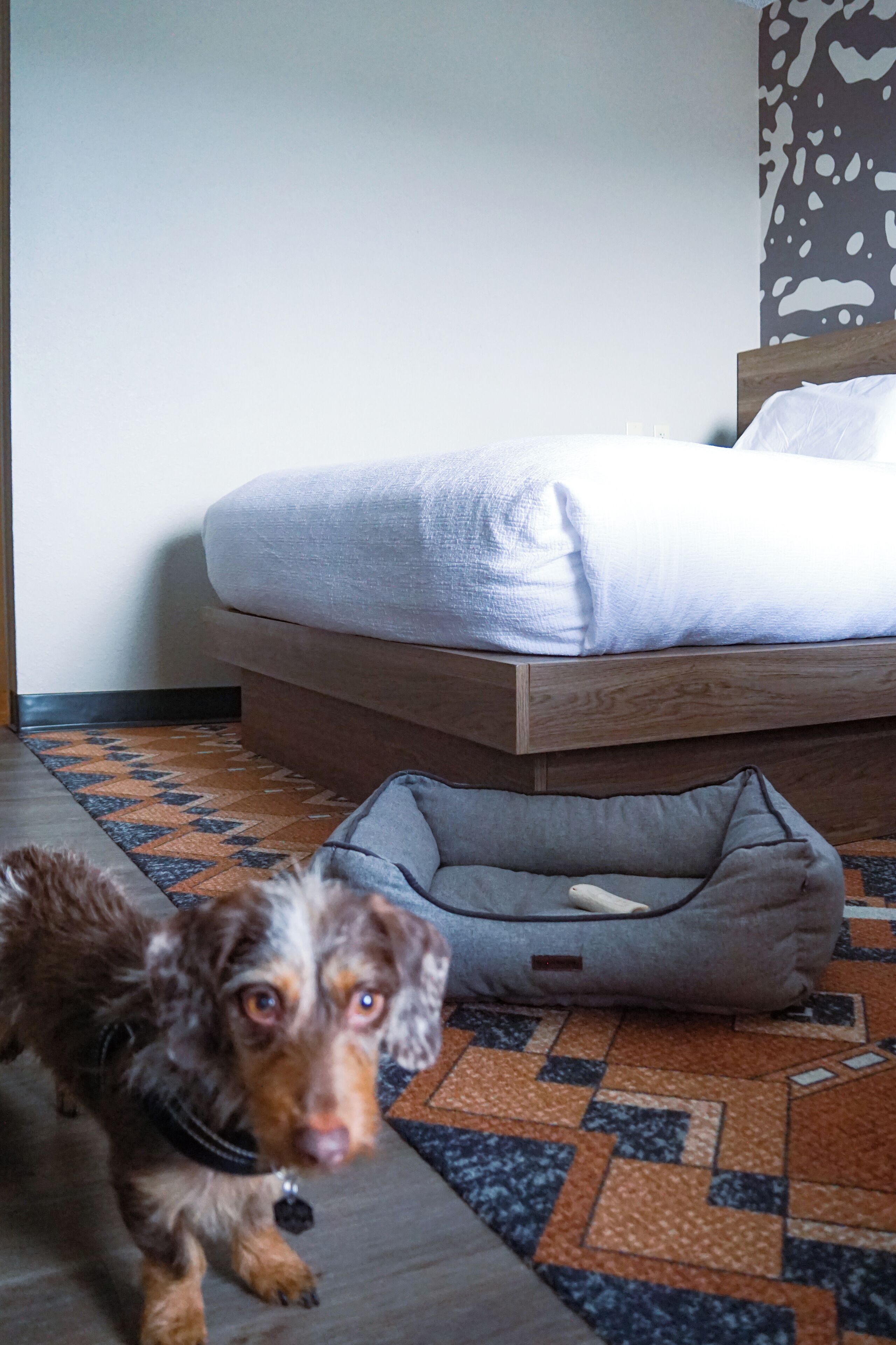 A dog bed and a bed in a room with a patterned floor.