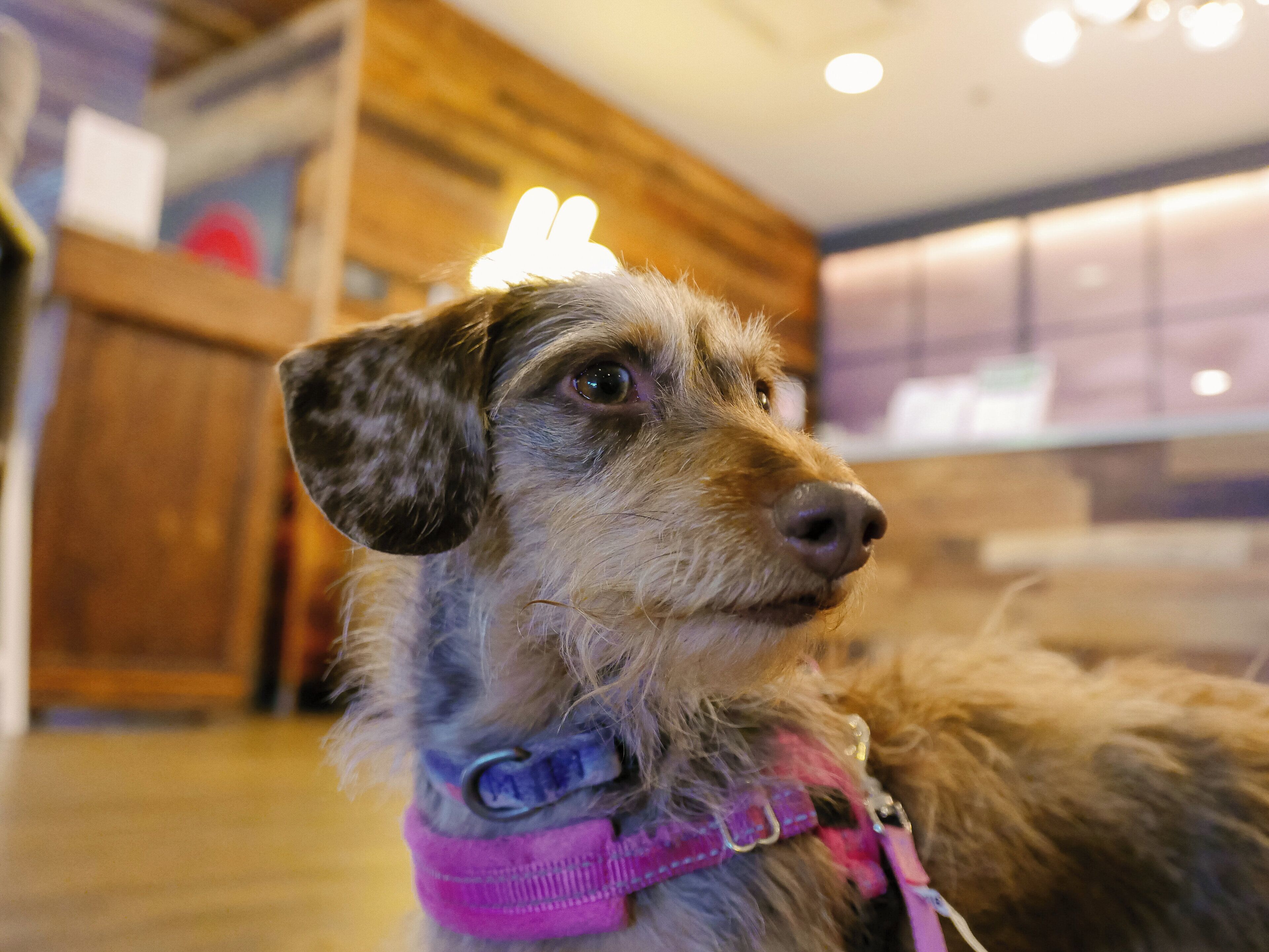 Un perro con un arnés rosa y una diadema, sentado en un interior con paredes de madera y piso de baldosas.