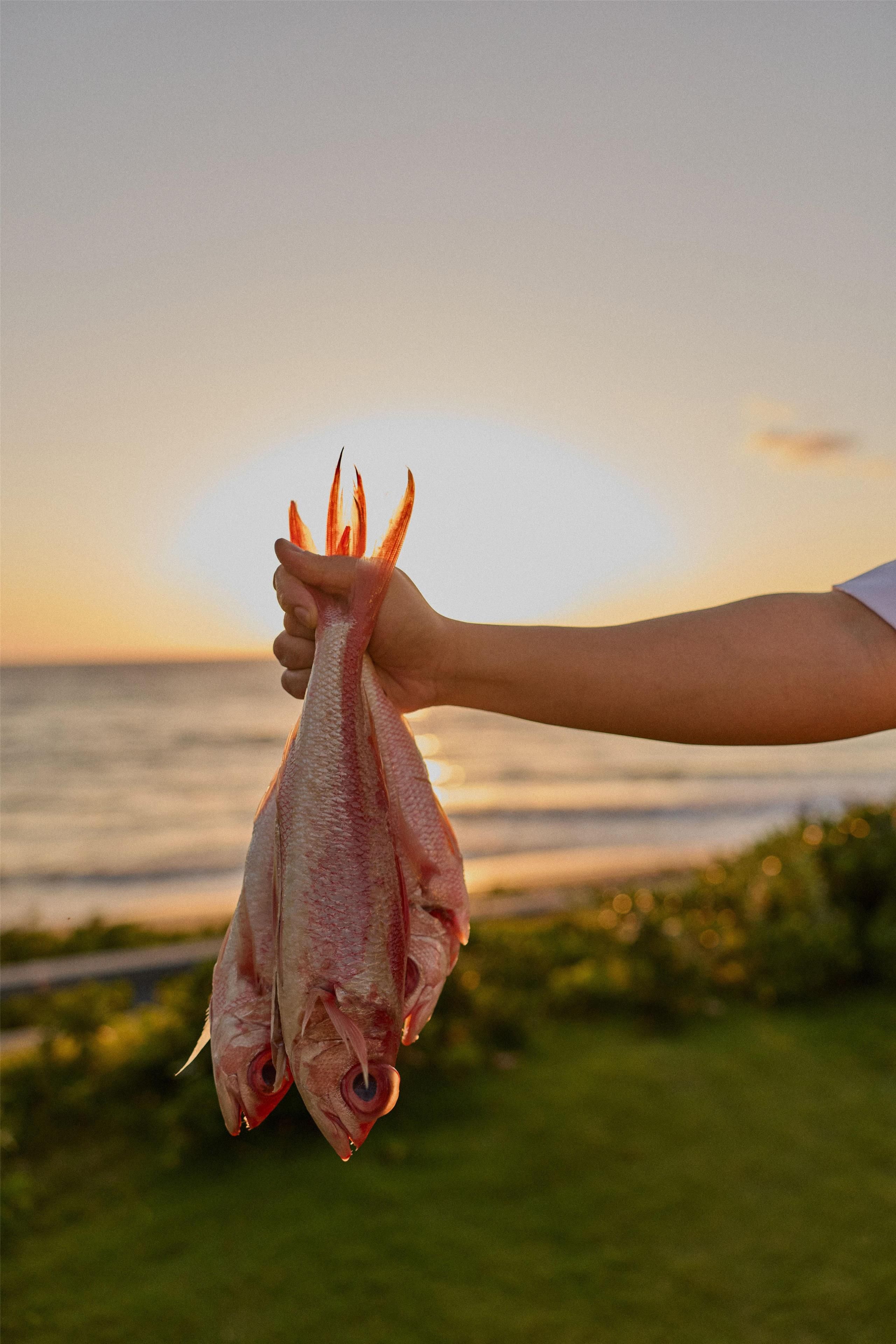 A hand holding a fish with a sunset in the background.