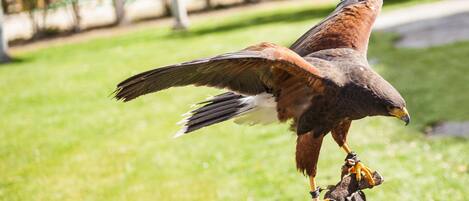 A bird of prey perched on a branch.