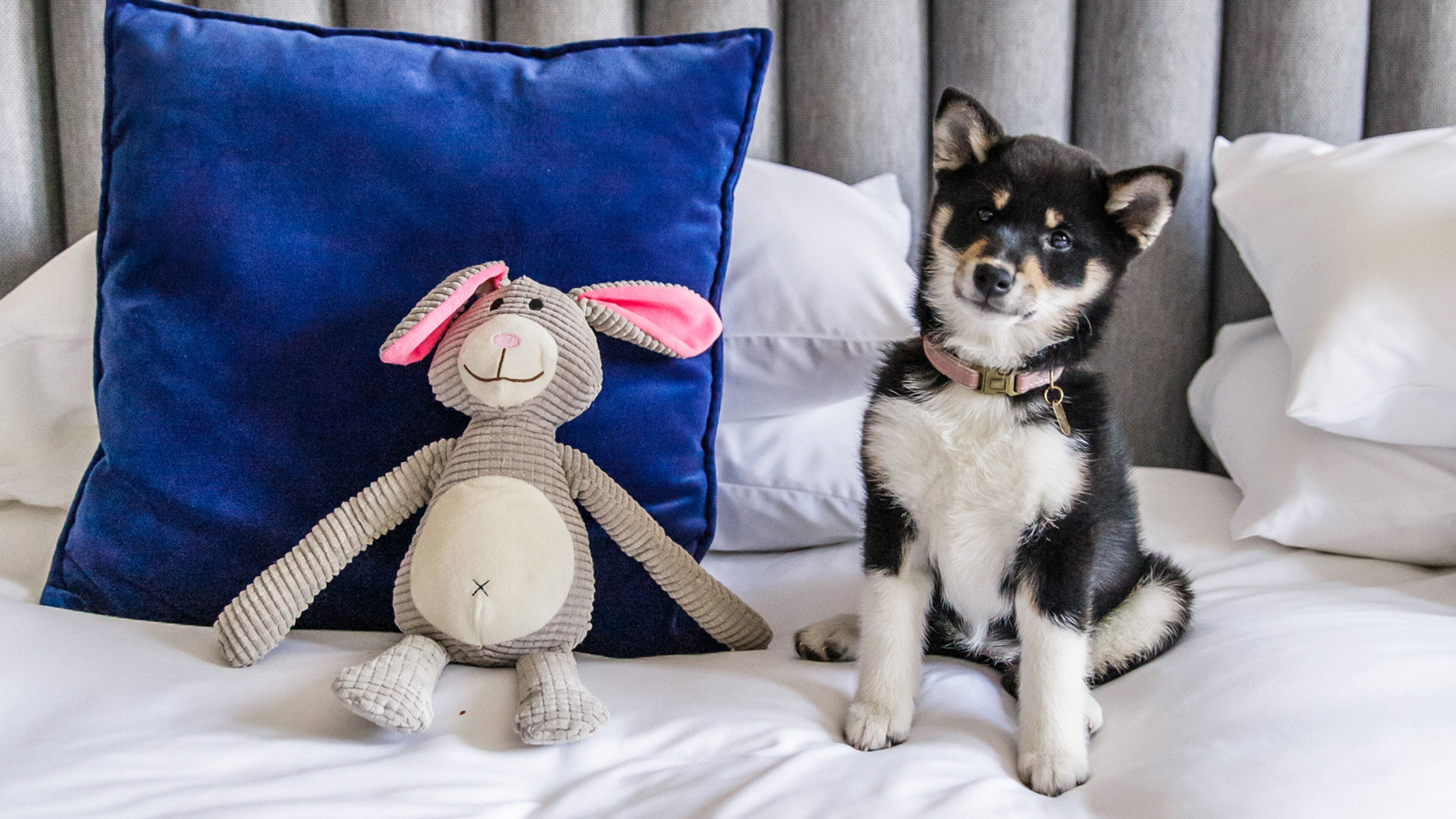 A dog sitting on a bed with a plush toy and a blue pillow.
