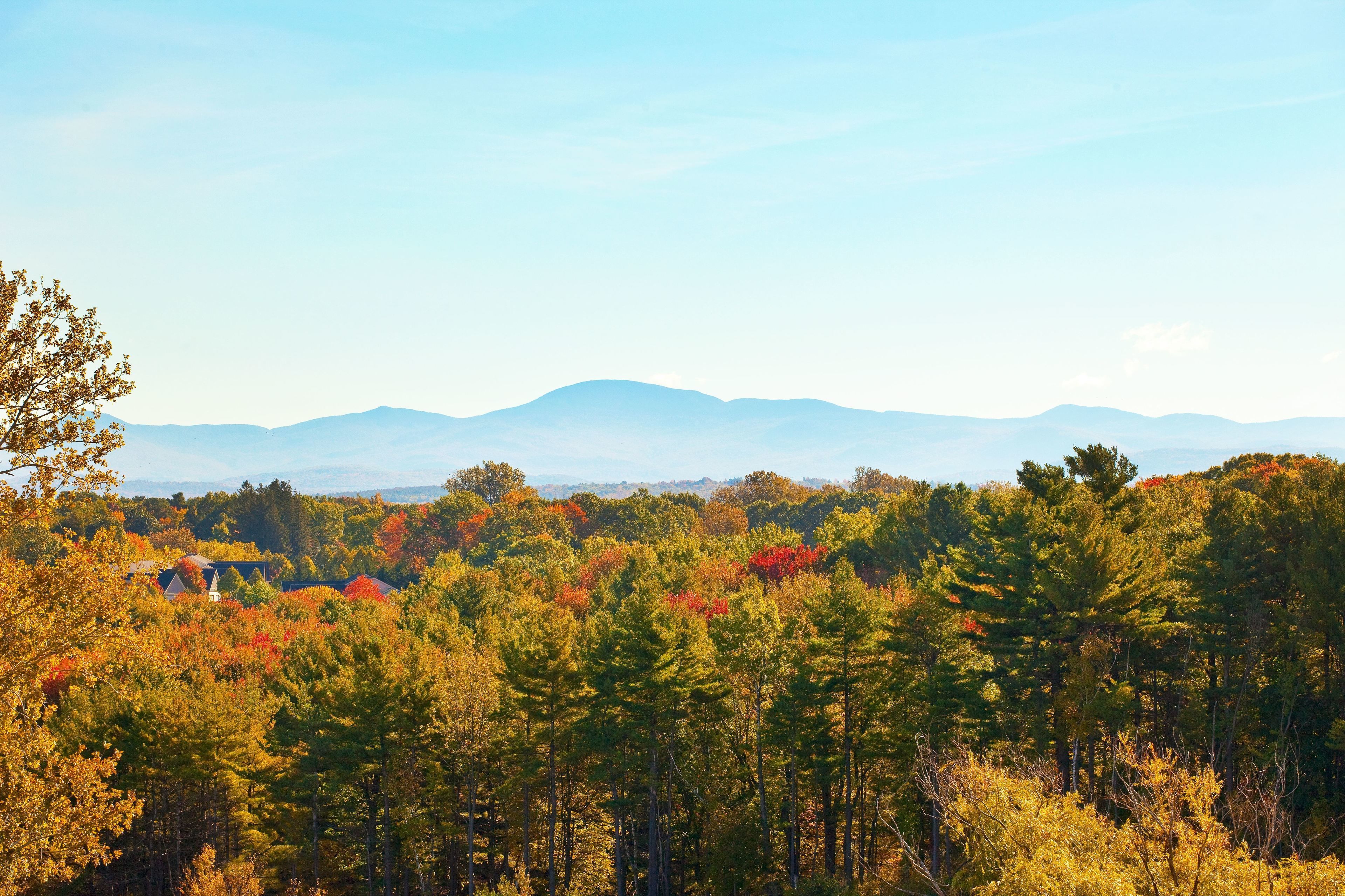 A forested landscape with a distant mountain range.