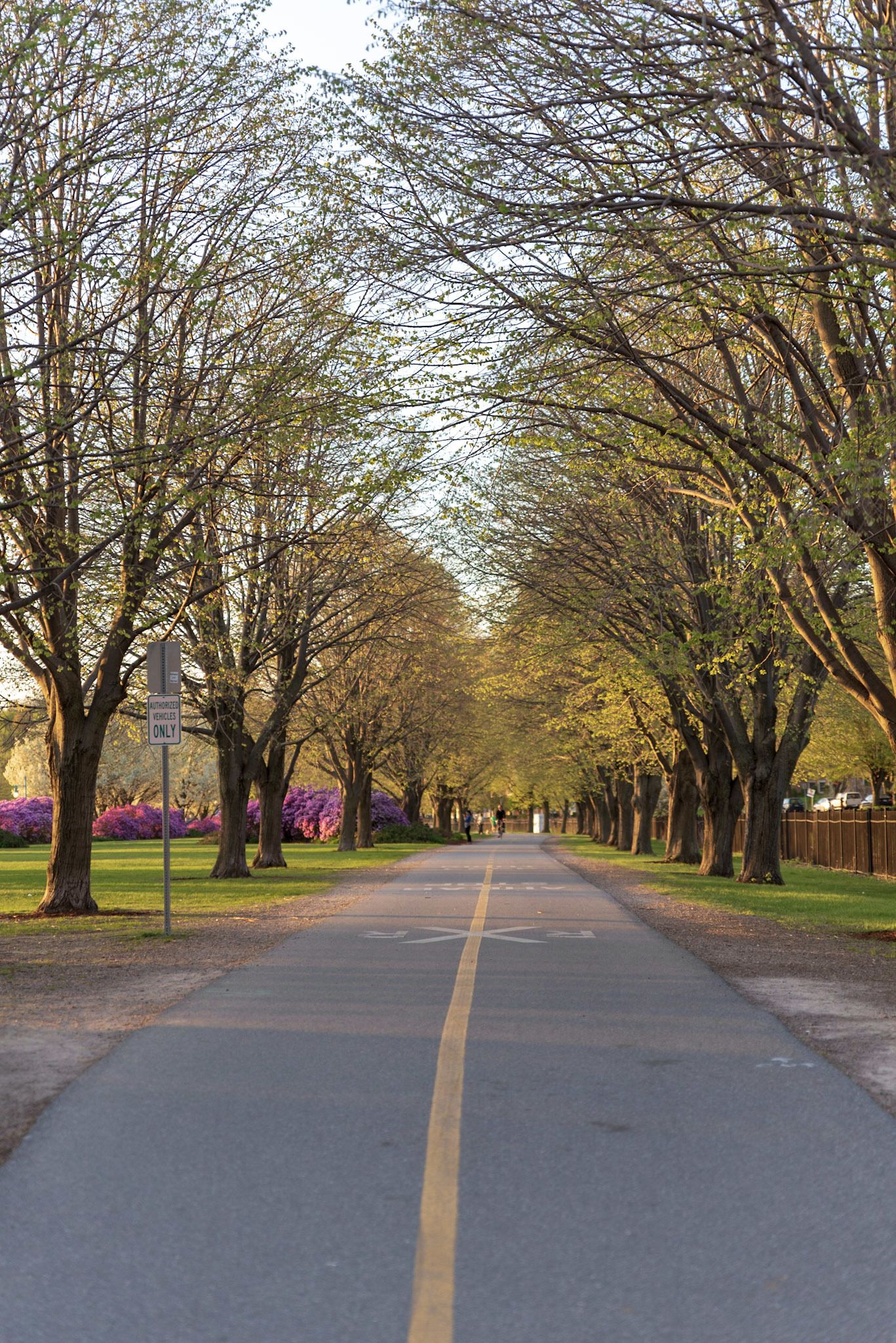 Une rue bordée d’arbres, avec une chaussée dégagée, un panneau indiquant une zone piétonne et un trottoir sur le côté gauche.