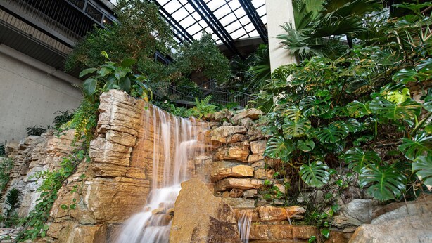 A waterfall cascading over a rocky ledge surrounded by lush greenery in an indoor setting. - The Westin Kansas City at Crown Center (Kansas City)