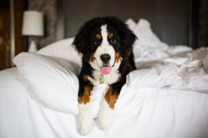 Un perro descansando sobre una cama con ropa de cama y almohadas blancas.