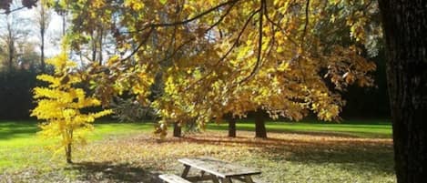 A picnic table in a park with trees displaying autumn foliage.