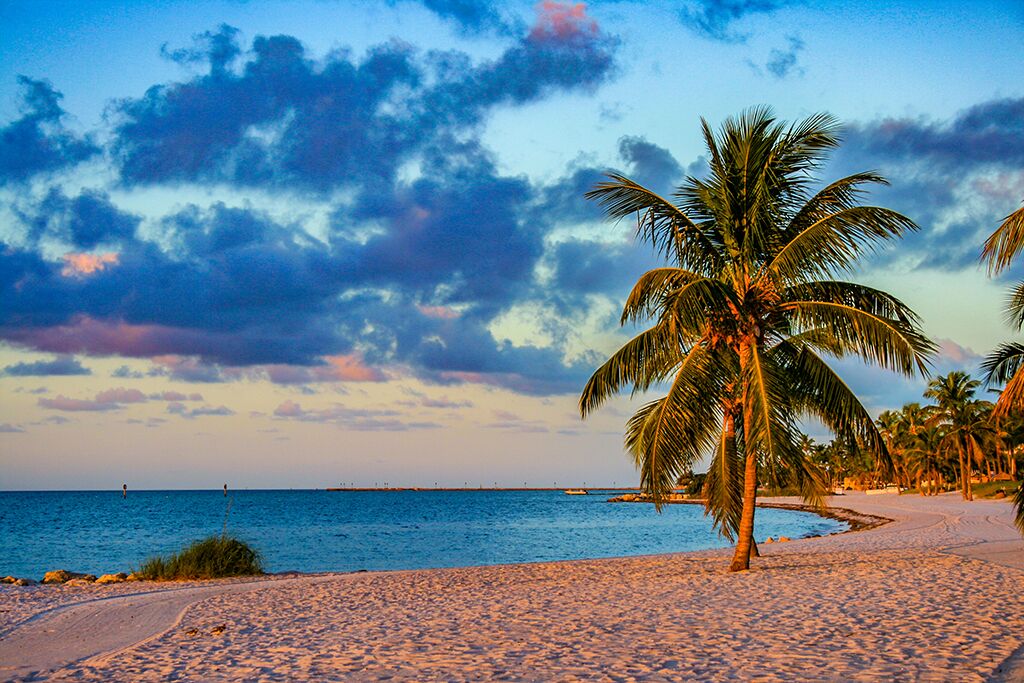 Une plage avec un palmier et l’océan.