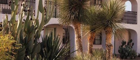 A building with multiple arches and balconies, surrounded by various cacti and palm trees.