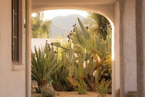 A cactus garden with a view of mountains through an arched doorway.