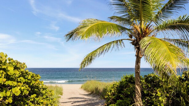 Ein Strandweg führt zum Meer, mit einer Palme und viel Grün.