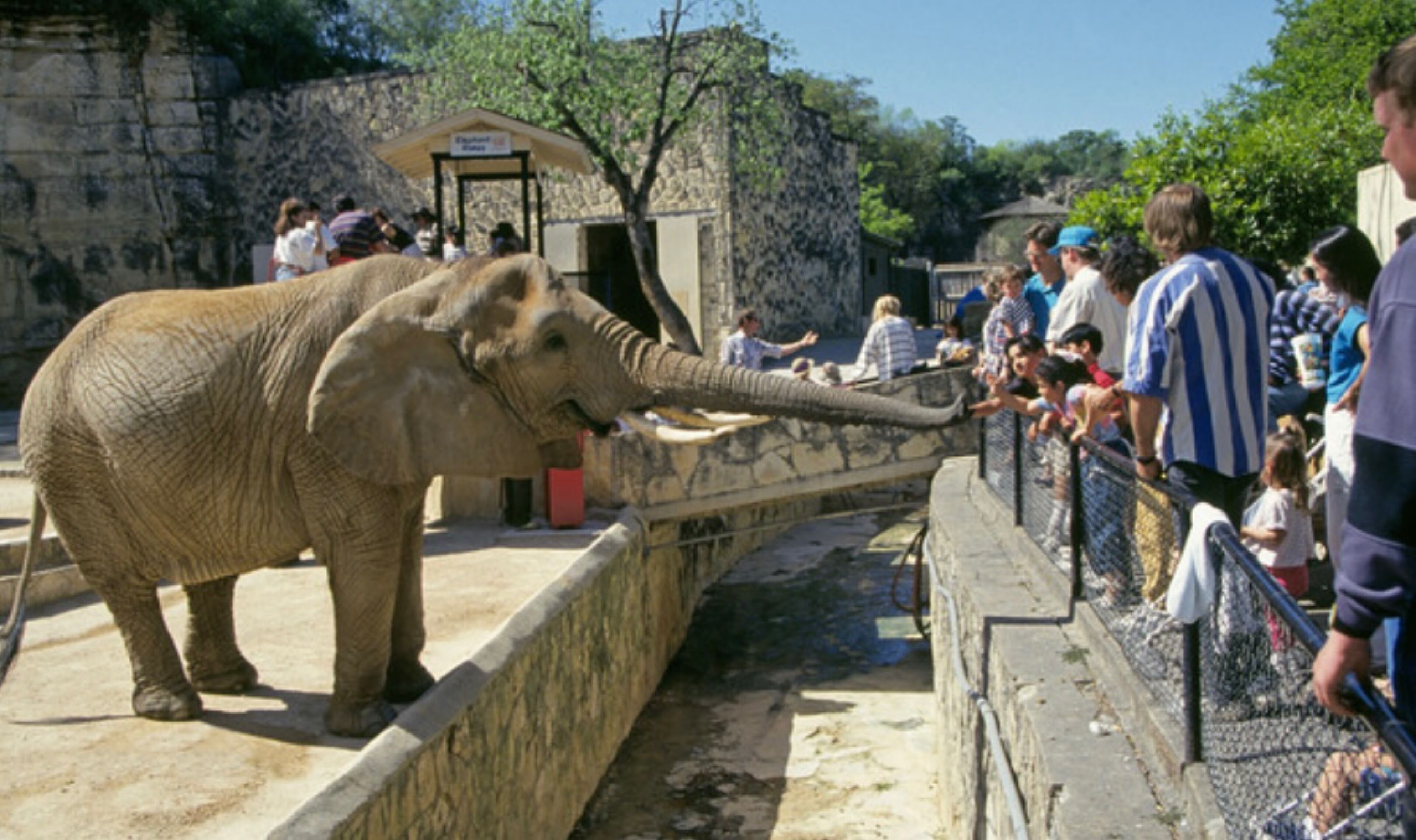 An elephant at a zoo enclosure with visitors watching.