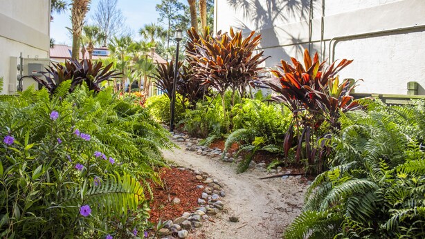 A garden with a variety of plants and a gravel path.
