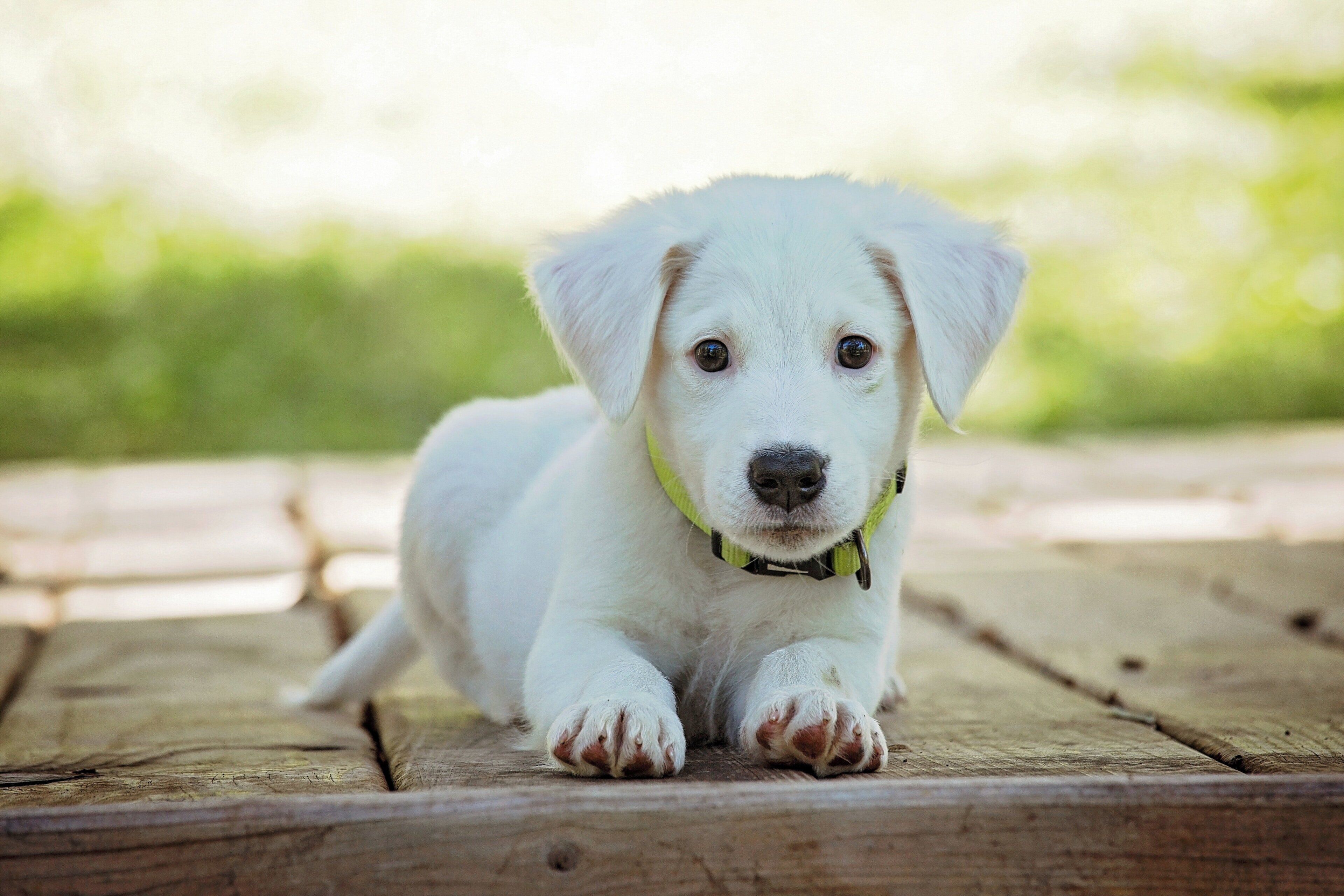 A puppy lying on a wooden surface outdoors.